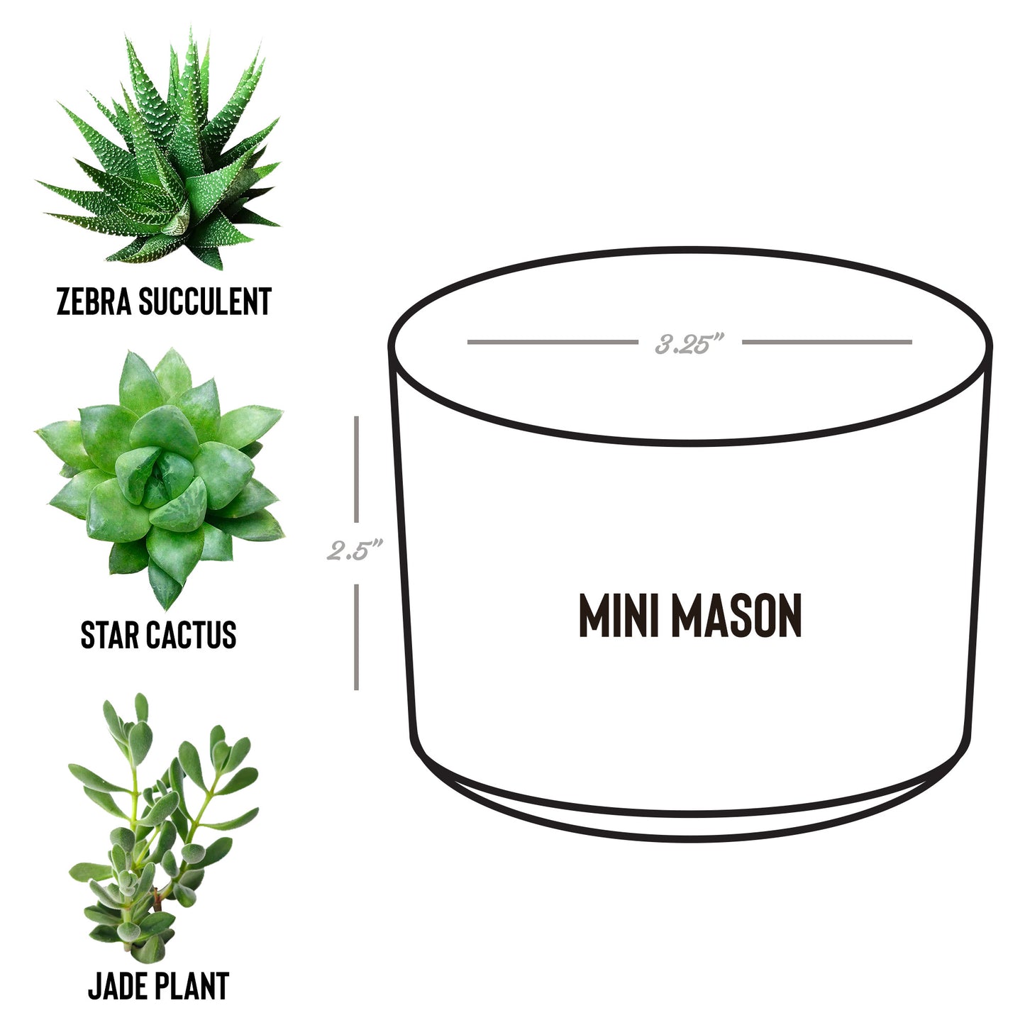 Desk Plant Laser Engraved Logo