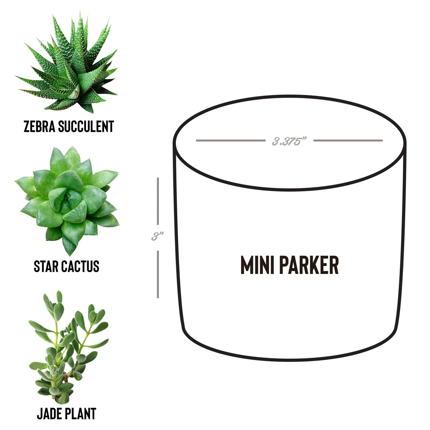 Desk Plant Laser Engraved Logo