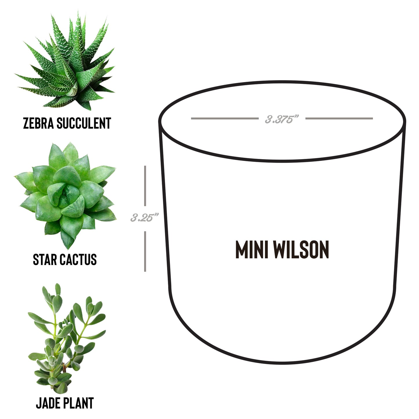 Desk Plant Laser Engraved Logo